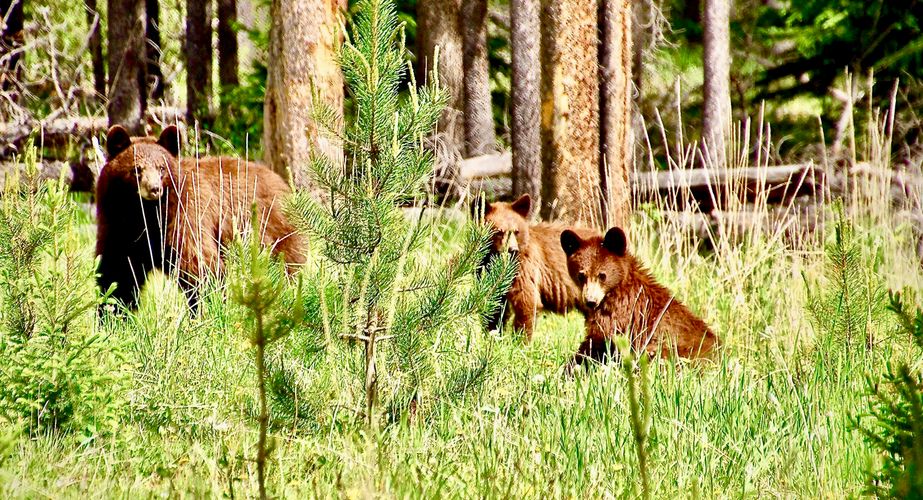 Grizzly beren groepsreis Canada Grizzly beren groepsreis Canada